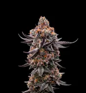 Jealousy Marker Auto