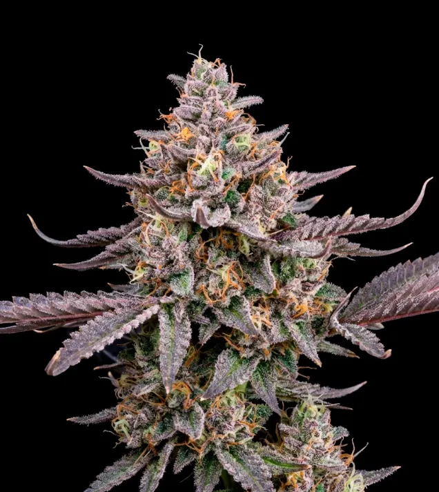 Jet Fuel Gelato Auto