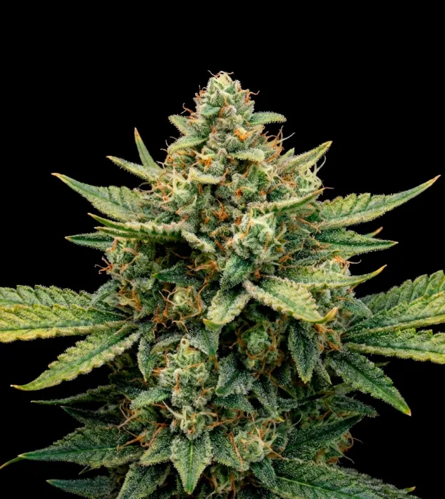 Rainbow Sherbet Auto