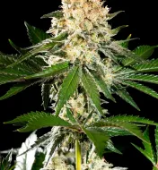 Sunset Sherbet Go Fast