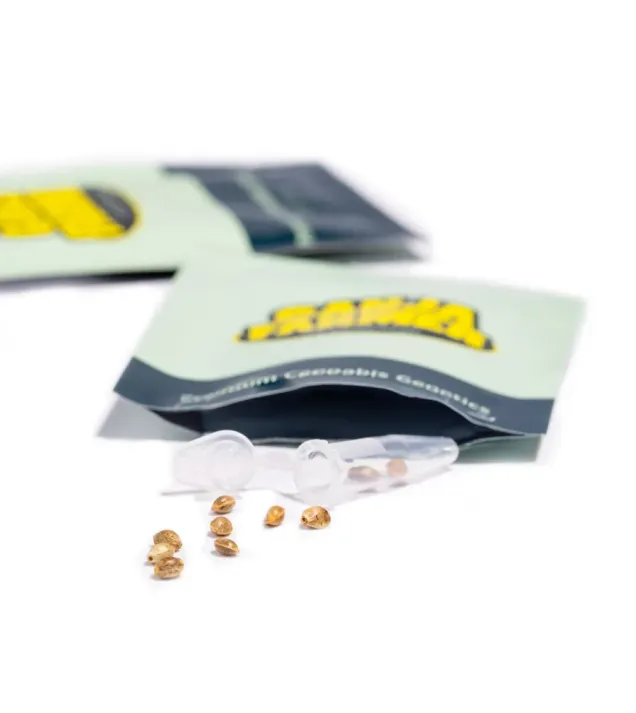 Blueberry Muffins CBD