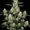 Amnesia F1 Fast