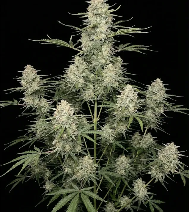 Amnesia F1 Fast