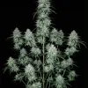 Amnesia Haze