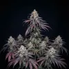 Bruce Banner x White Russian