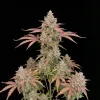 Cherry Cookies Auto