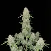 Cookies Auto