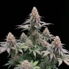Godfather OG Auto
