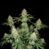 Gorilla GG4