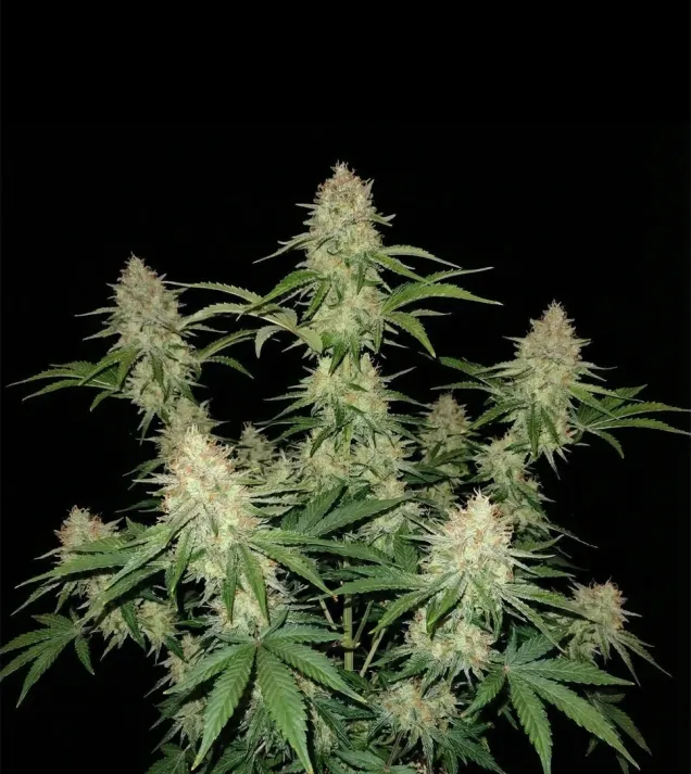 Gorilla GG4