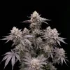 Kush Mints