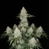 Platinum OG