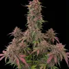 Purple Skunk Auto