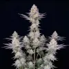 Sour Diesel