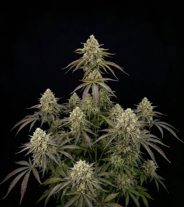 Watermelon Zkittlez