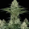AK 47