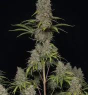 Critical F1