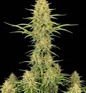 Durban Poison Auto