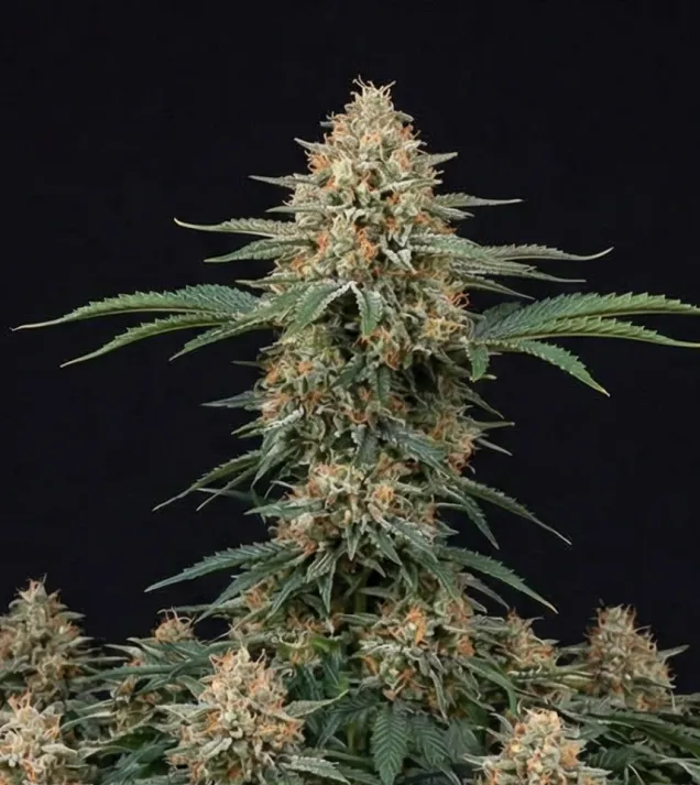 Early Skunk