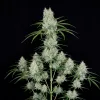G13