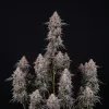 Ghost Train Haze