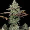 Grandaddy Purple Fast