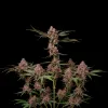 Khalifa Kush