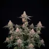LA Confidential