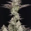 Lemon Skunk