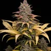 Northern Lights Fast