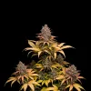 Northern Lights Fast