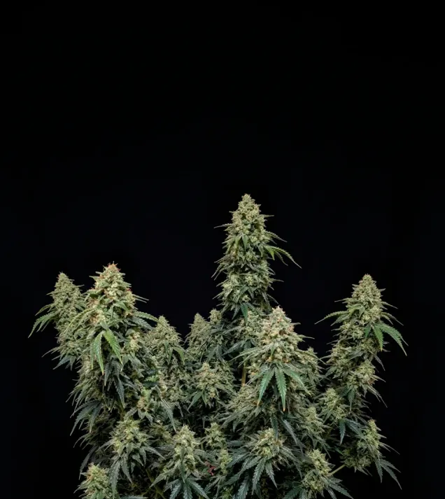 OG Kush Auto