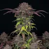 Purple Lemonade Auto