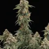 Skywalker OG