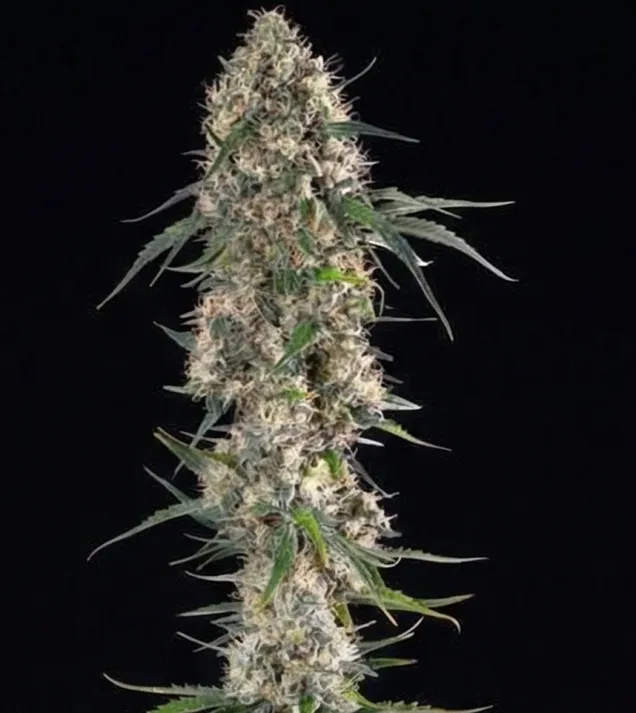 Sundae Driver