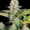 White Widow Fast