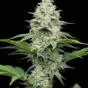 AK 47 F1