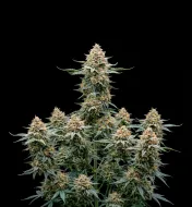 Fast Bud Auto