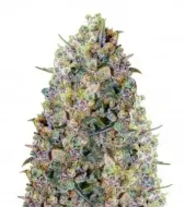 Blue Lobster