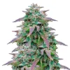 Watermelon F1