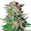 Pure Haze