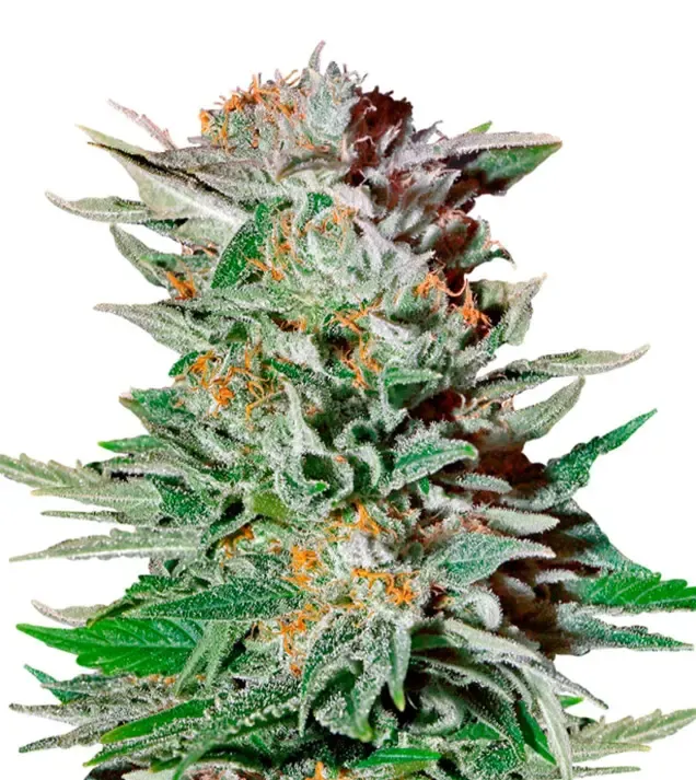 Pure Haze