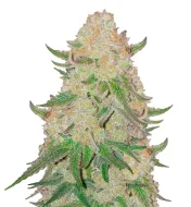 Pineapple Express