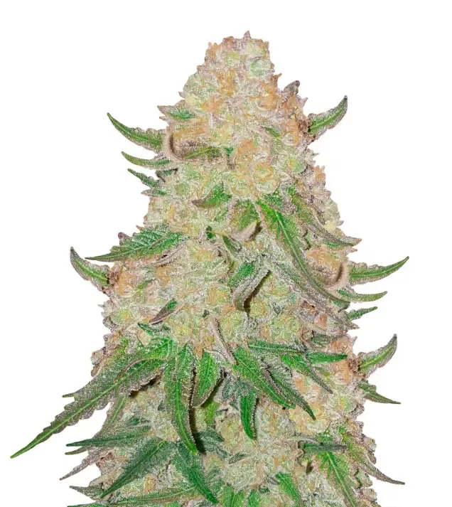 Pineapple Express