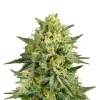 Critical 47 F1