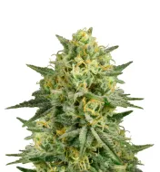 Critical 47 F1