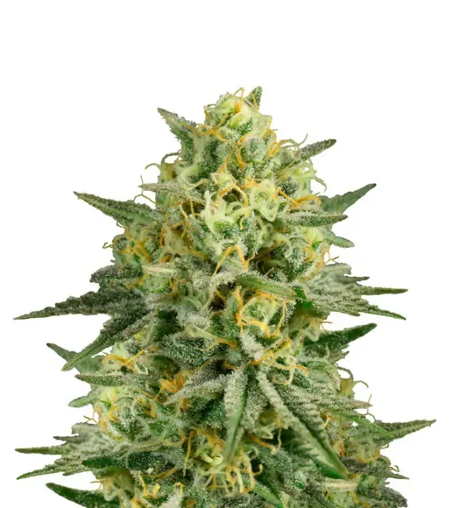 Critical 47 F1