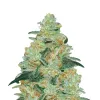 Gorilla Blue Auto