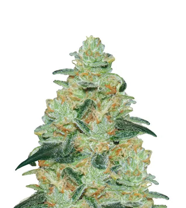 Gorilla Blue Auto