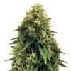 Gorilla Punch Auto